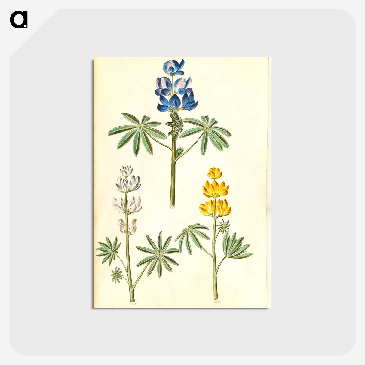 2-54_Maria-Sibylla-Merian_postcard