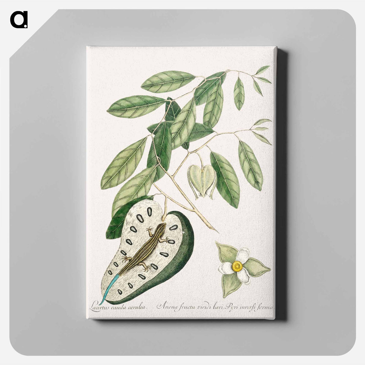 アートパネル-Blue Tail Lizard
- マーク ケイツビー Canvas.