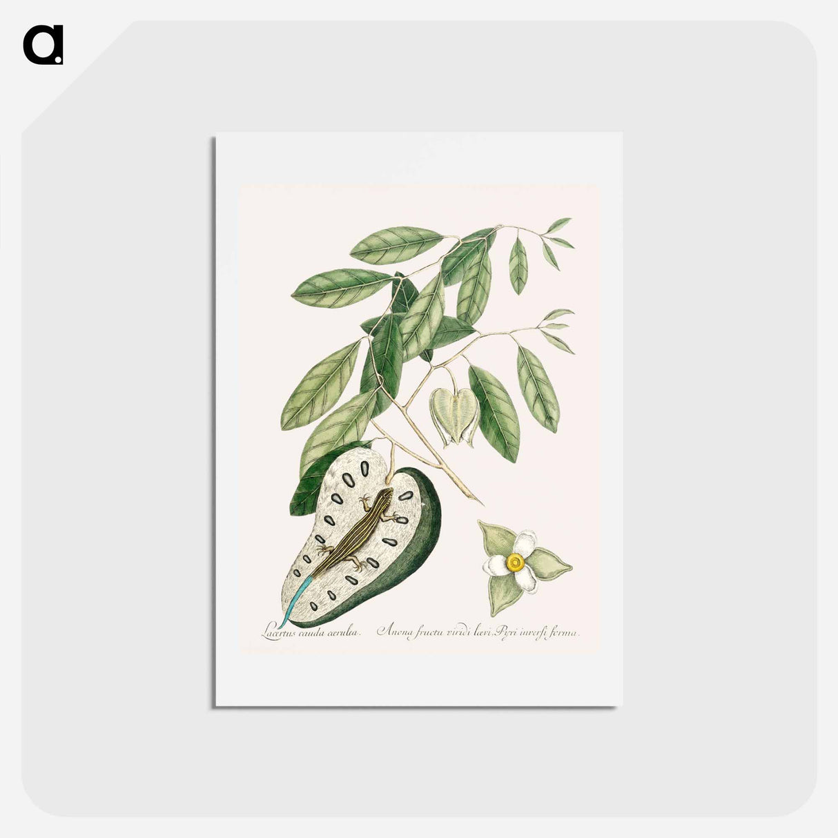 アートポストカード-Blue Tail Lizard
- マーク ケイツビー Postcard.
