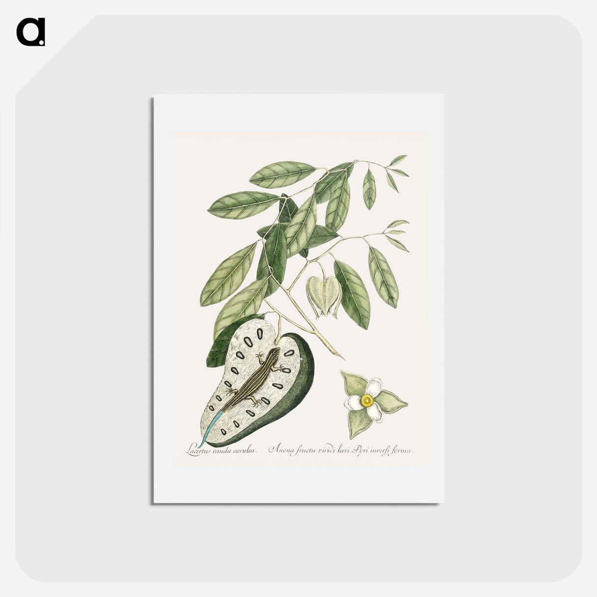 2-54_Mark-Catesby_hagaki