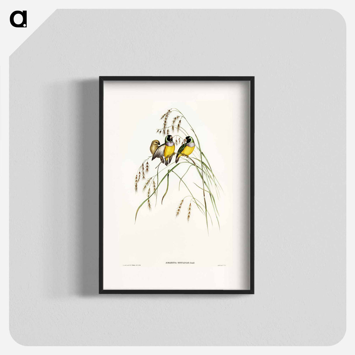 アートポスター-Gouldian Finch
- オーストラリアの鳥 Poster.