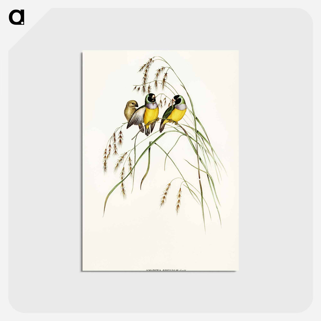 アートポストカード-Gouldian Finch
- オーストラリアの鳥 Postcard.