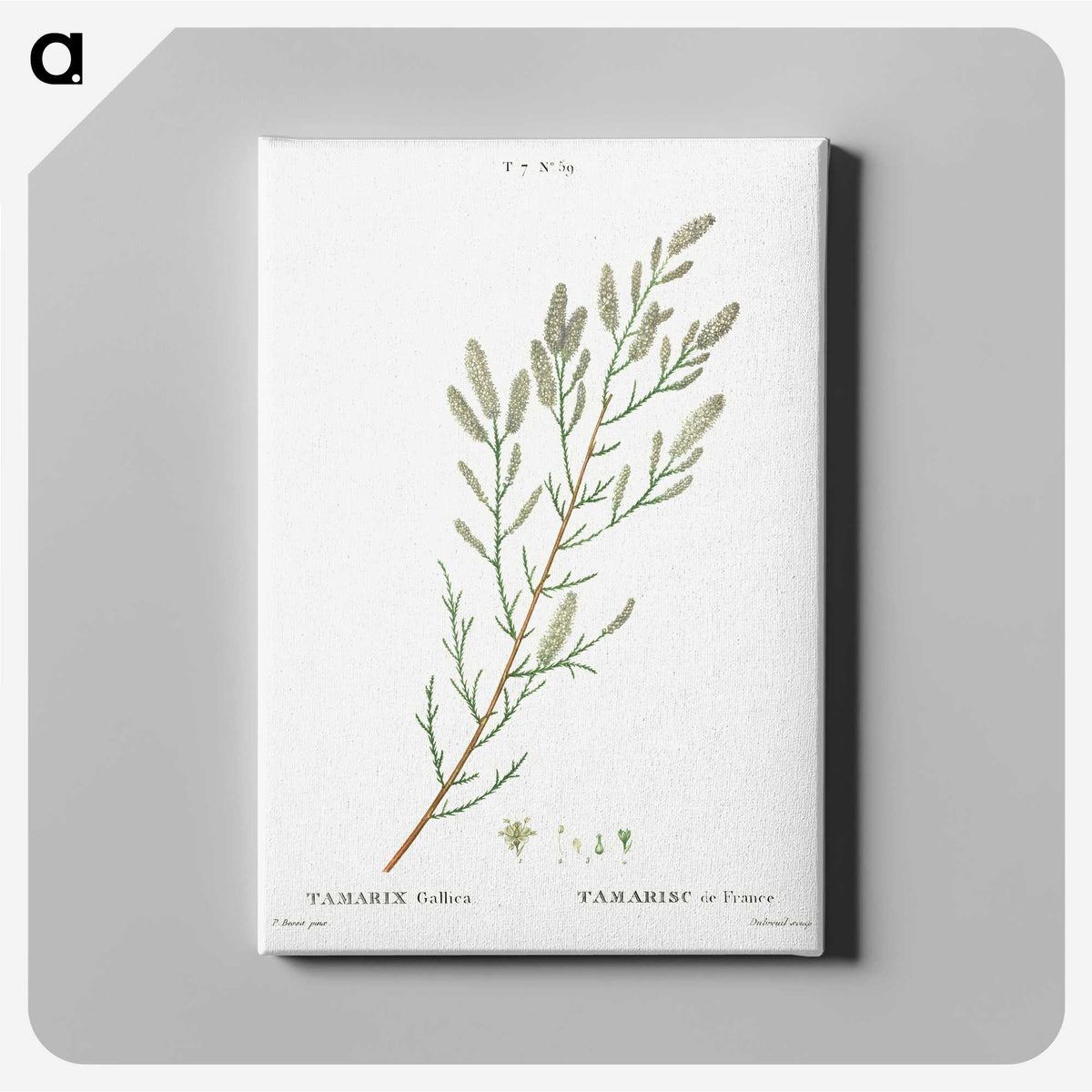 2-54_Treatise-on-Trees-and-Shrubs_canvas