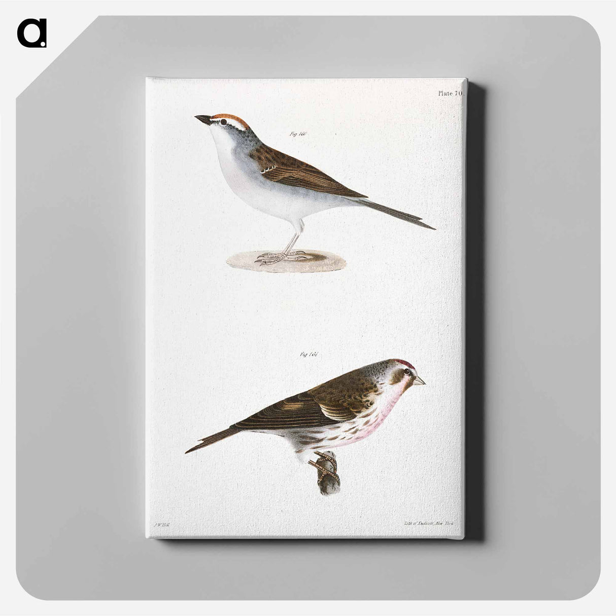 Chip-bird (Pletrophanes socialis) 161. Lesser Redpoll (Linaria minor) - ニューヨークの動物学 Canvas.