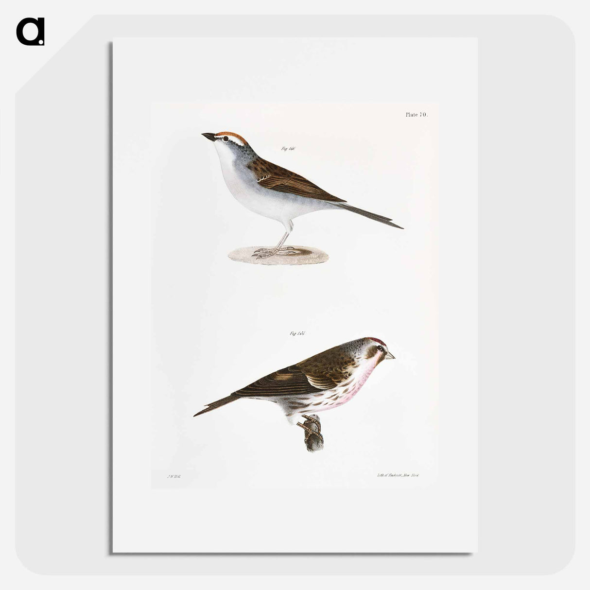 Chip-bird (Pletrophanes socialis) 161. Lesser Redpoll (Linaria minor) - ニューヨークの動物学 Poster.