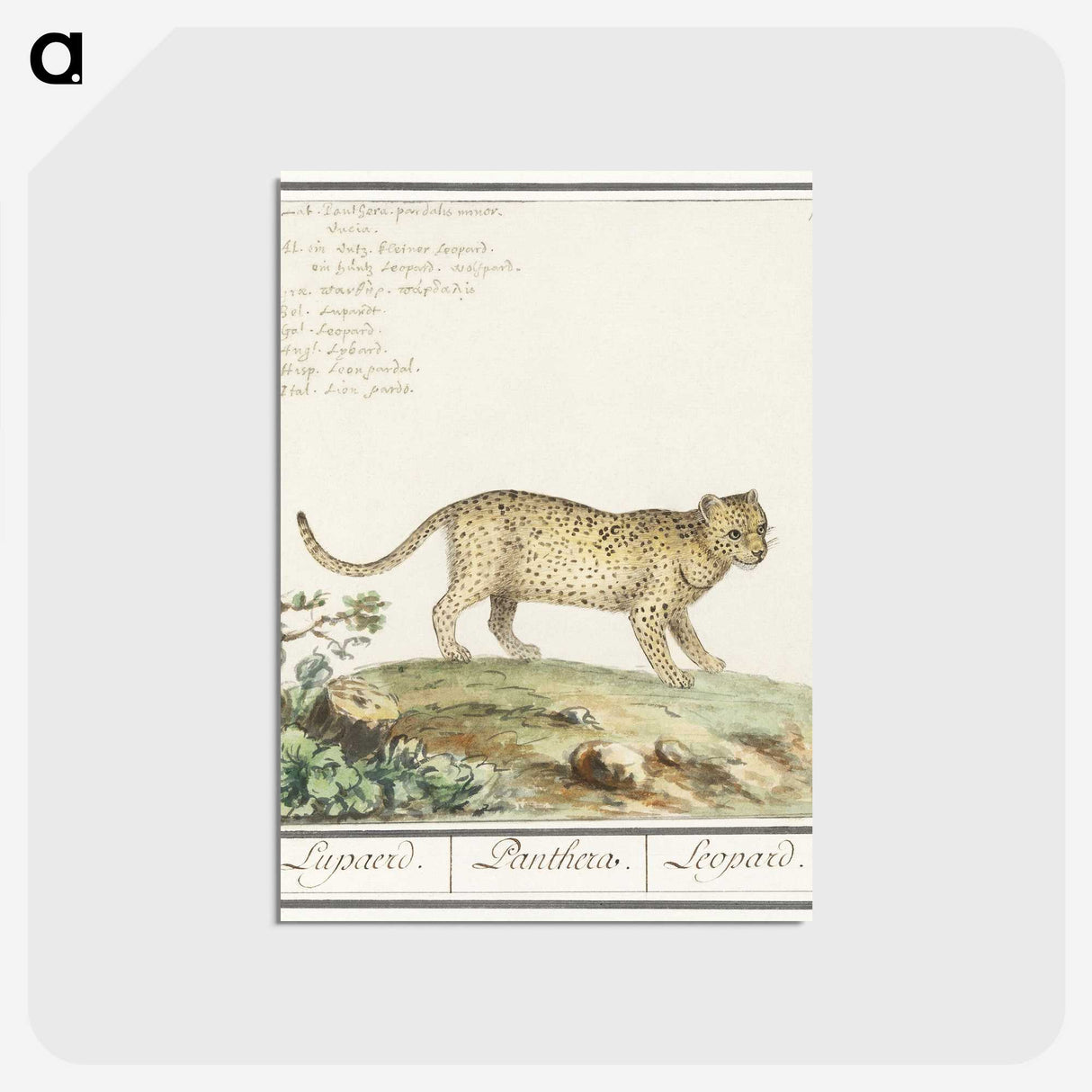 2-55_Anselmus-Boetius-de-Boodt_postcard