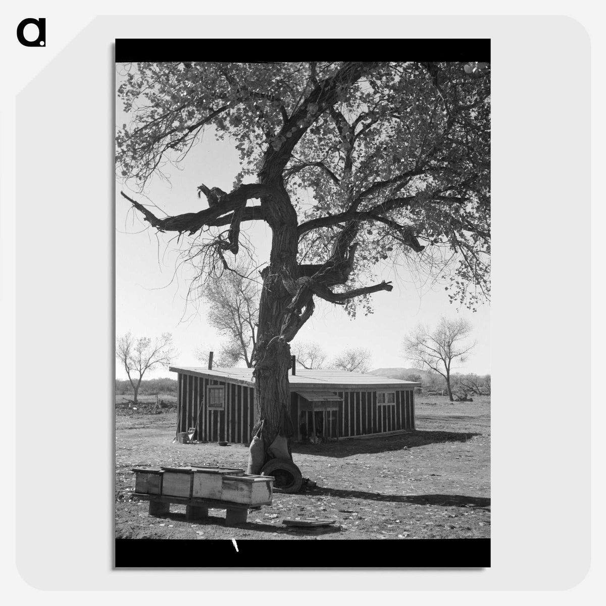 2-55_Dorothea-Lange_picture-crop