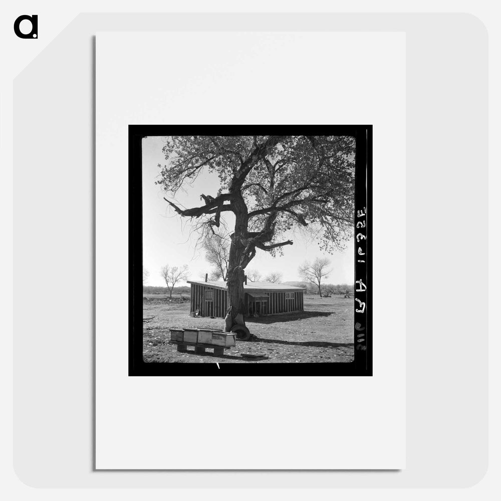 Temporary home - Dorothea Lange Poster.