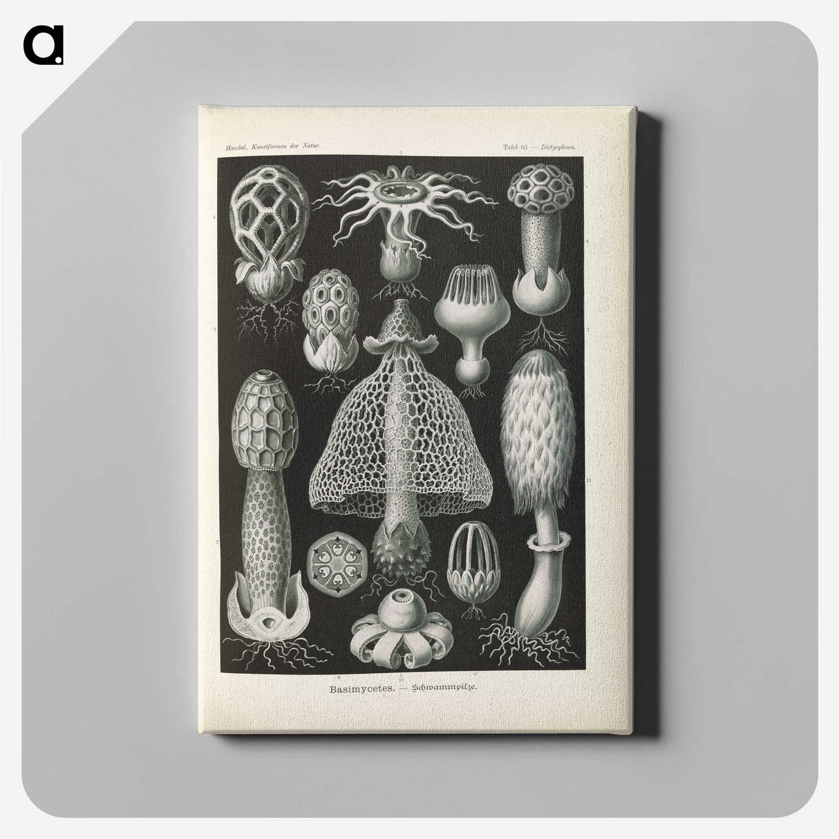 2-55_Ernst-Haeckel_canvas