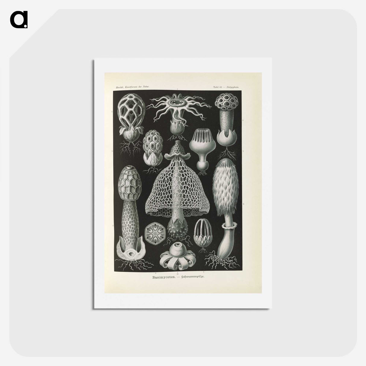 2-55_Ernst-Haeckel_hagaki