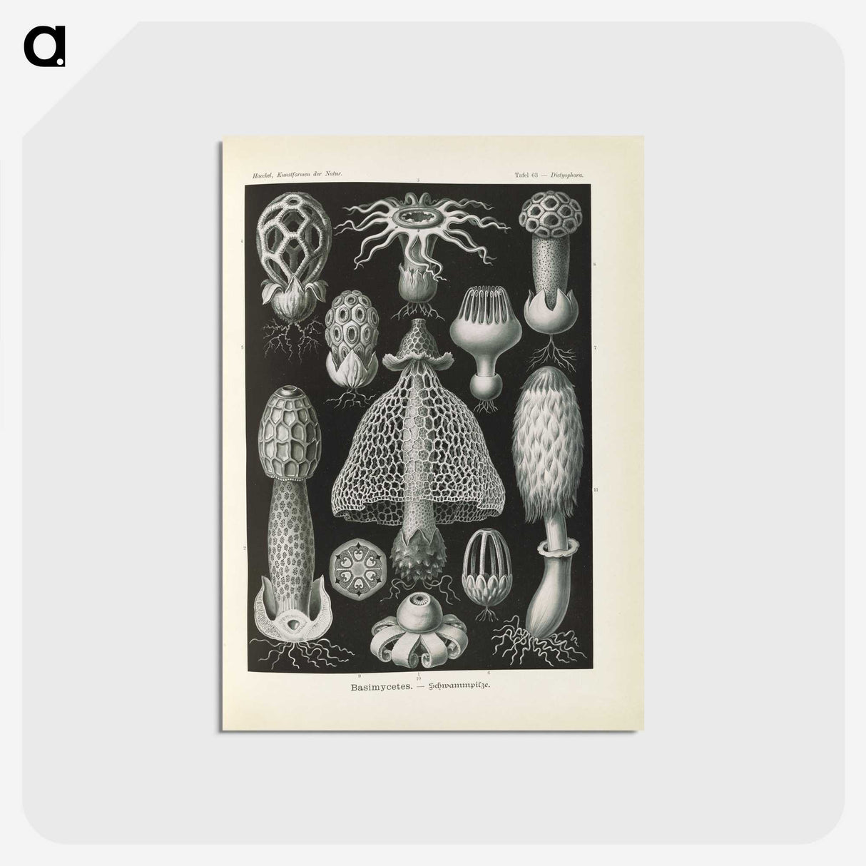 2-55_Ernst-Haeckel_postcard