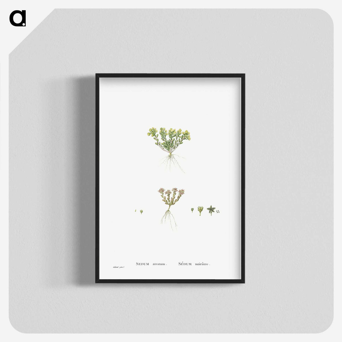 2-55_Histoire-des-Plantes-Grasses_blk-crop