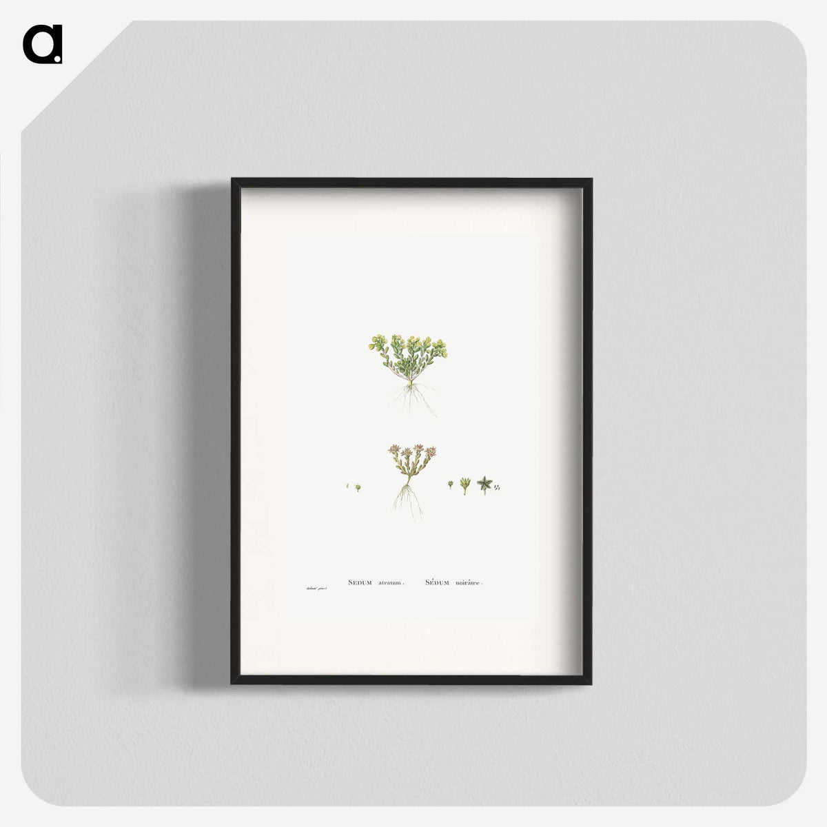 2-55_Histoire-des-Plantes-Grasses_blk