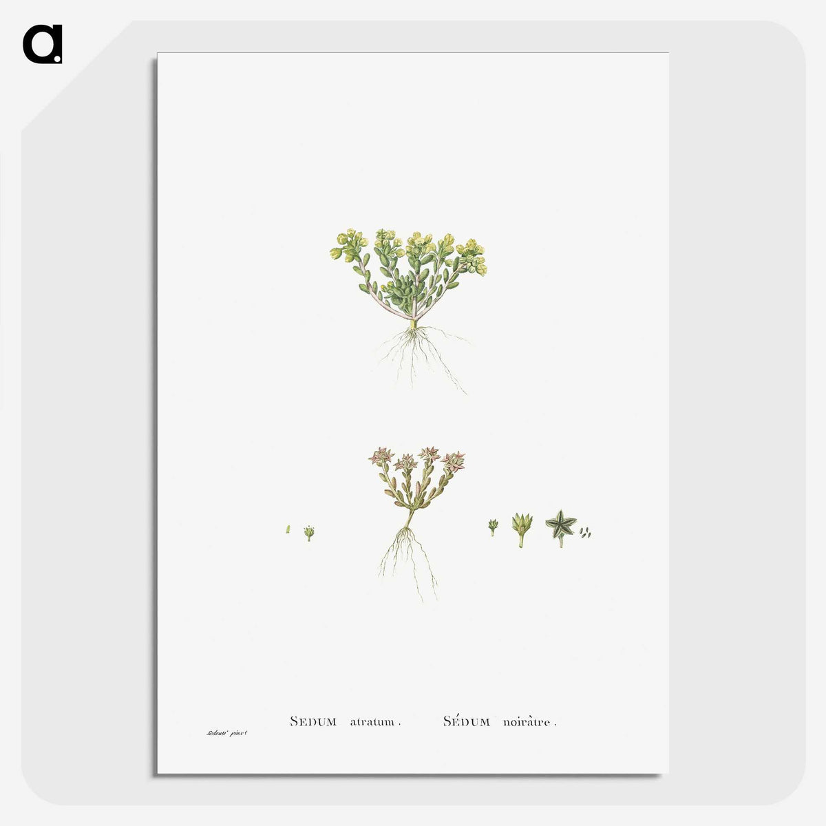2-55_Histoire-des-Plantes-Grasses_picture-crop