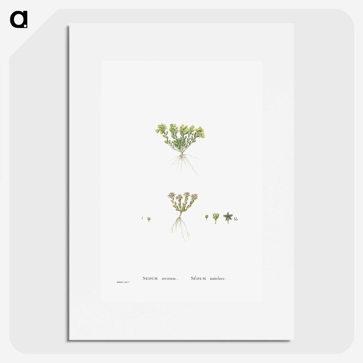 2-55_Histoire-des-Plantes-Grasses_picture