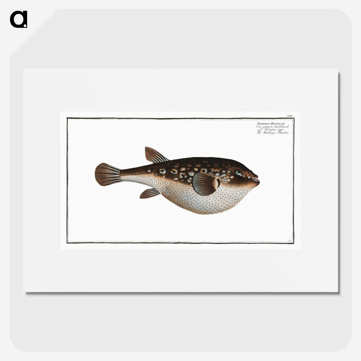 2-55_Ichtyologie-ou-Histoire-naturelle_picture