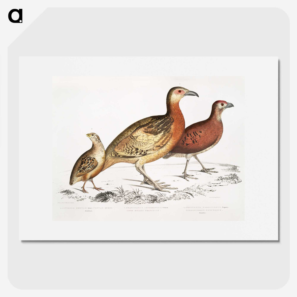 2-55_Indian-Zoology_picture
