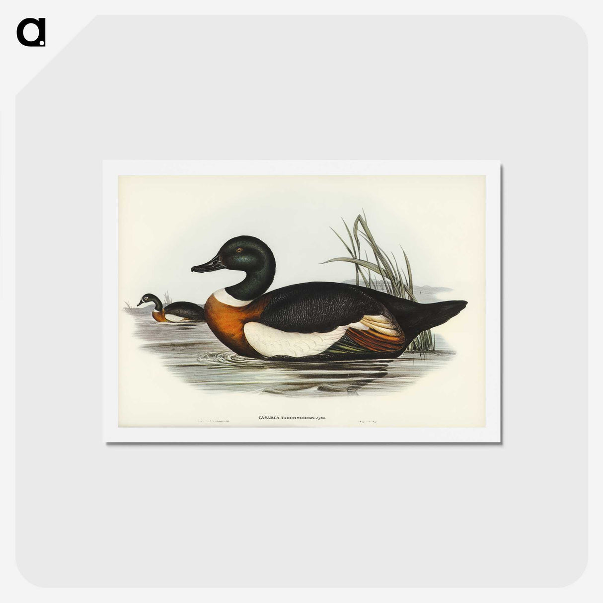 2-55_John-Gould_hagaki