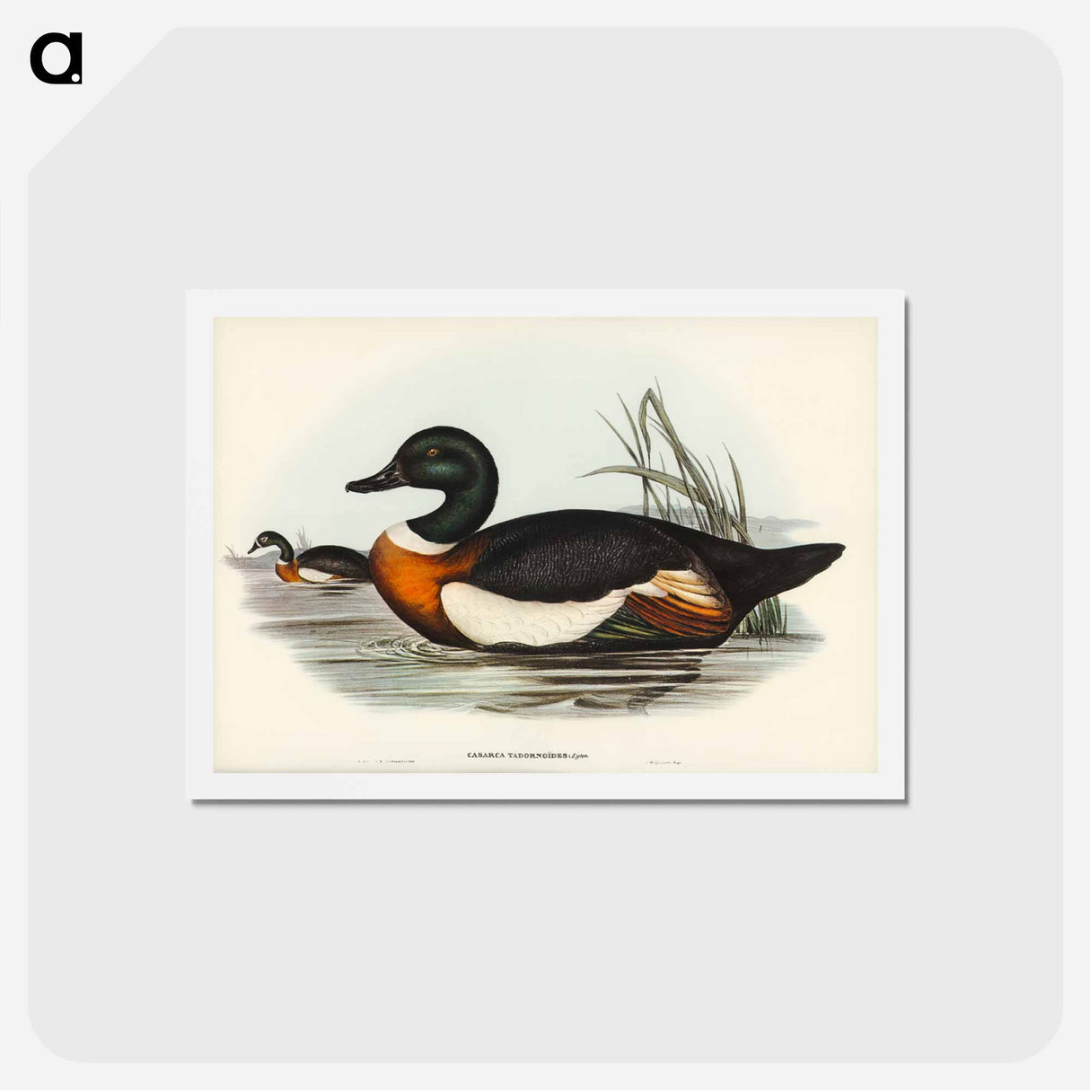 アートポストカード-Chestnut-Coloured Shieldrake
- ジョン グールド Postcard.