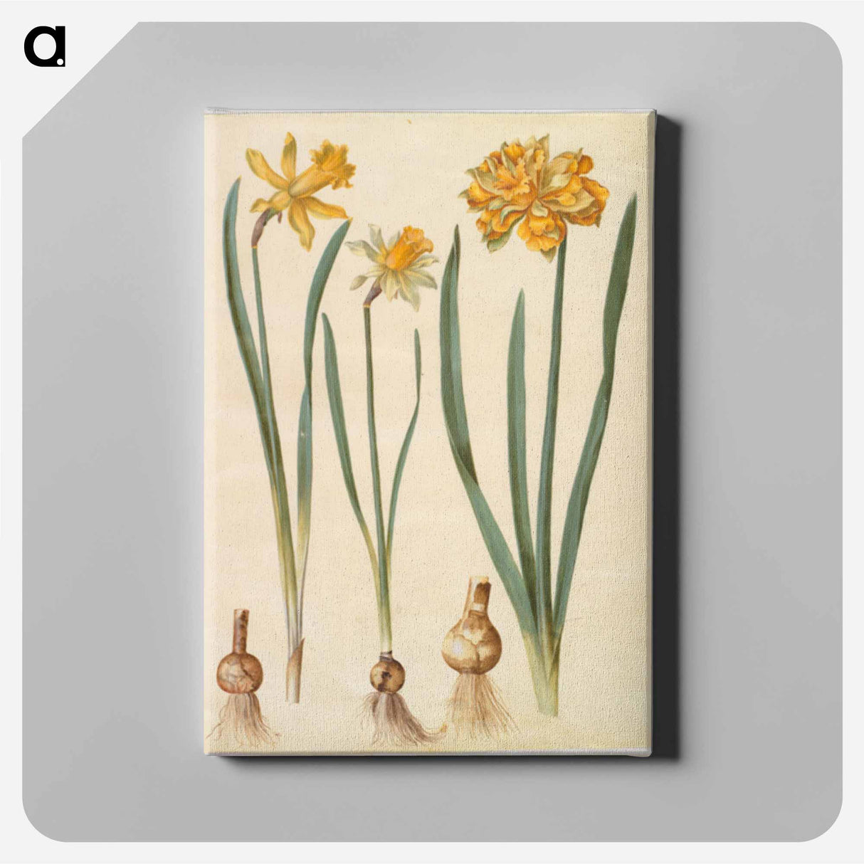 アートパネル-Narcissus
- マリア ジビーラ メーリアン Canvas.