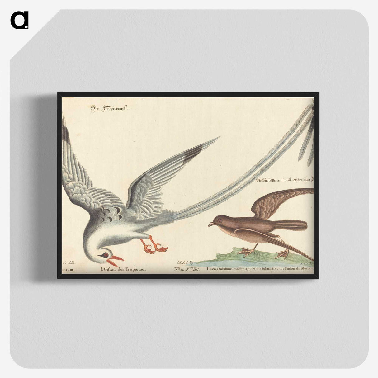 2-55_Mark-Catesby_blk-crop