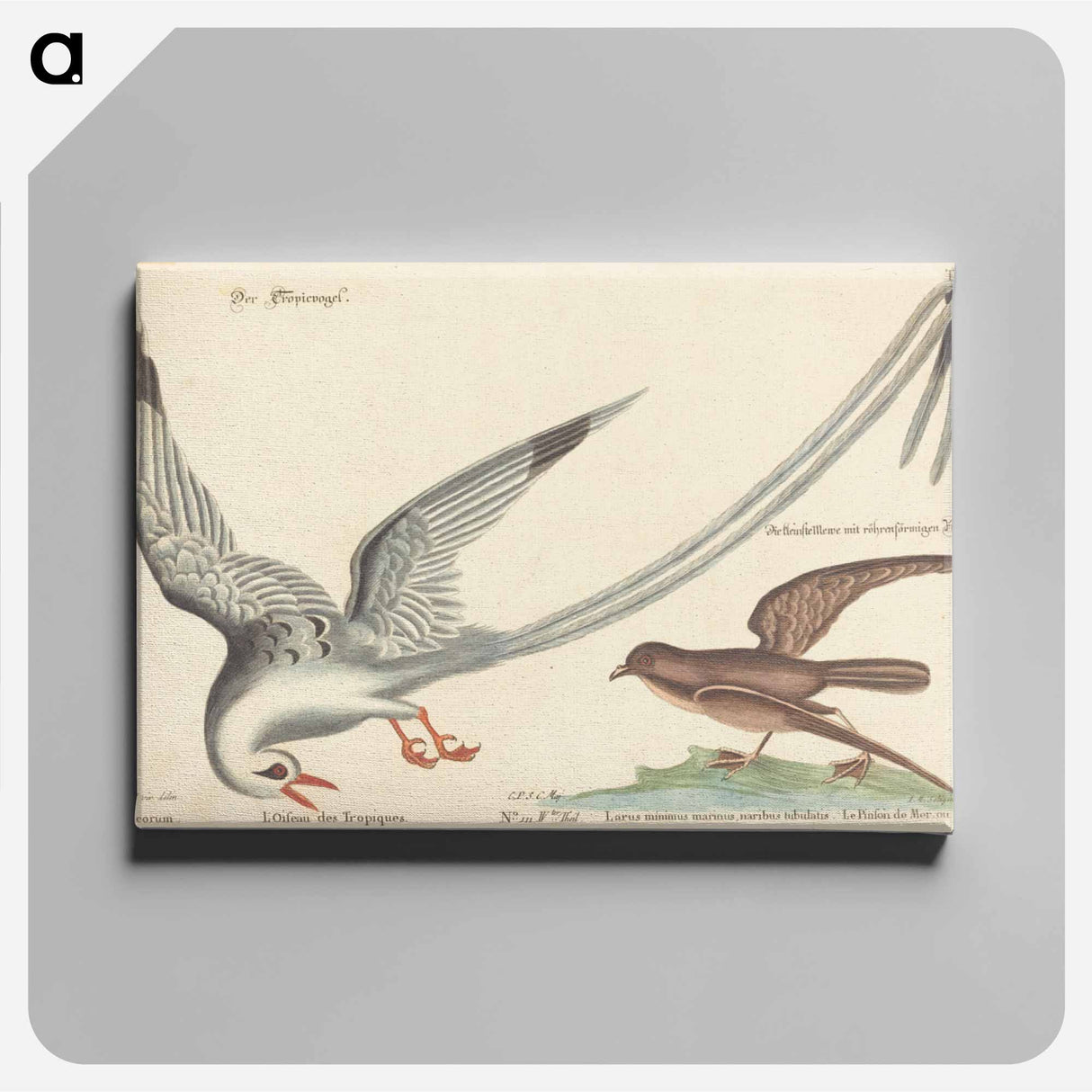 アートパネル-The Tropic Bird
- マーク ケイツビー Canvas.