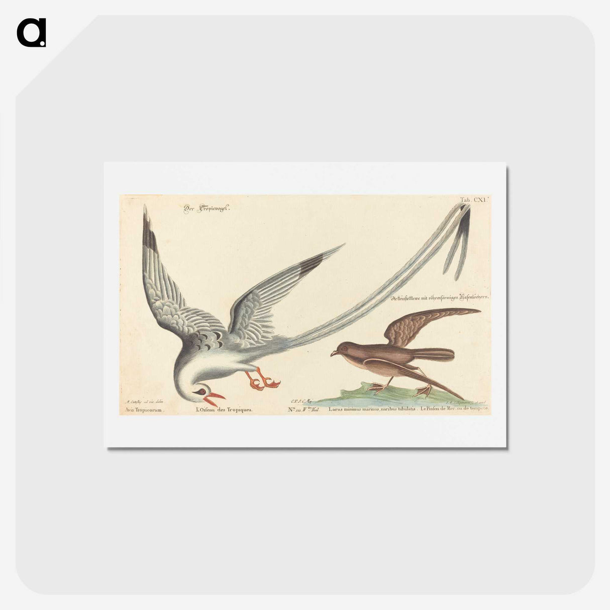 2-55_Mark-Catesby_hagaki