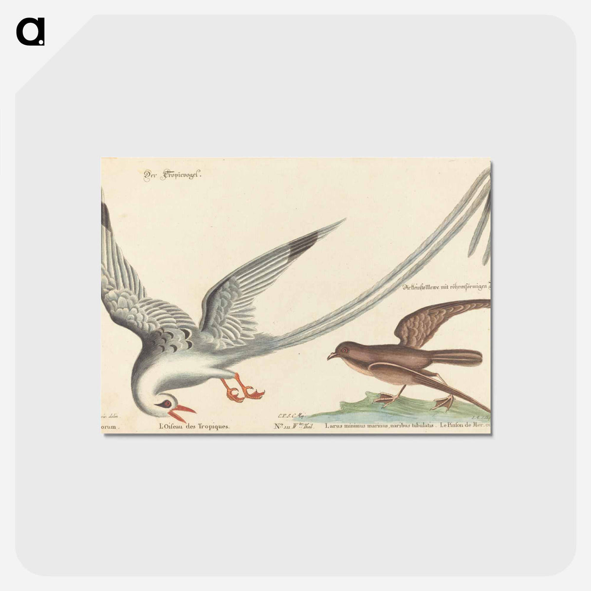 アートポストカード-The Tropic Bird
- マーク ケイツビー Postcard.