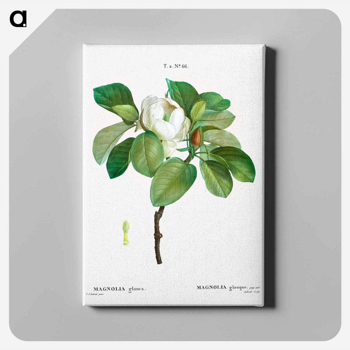 アートパネル-Magnolia - ピエール ジョゼフ ルドゥーテ Canvas.
