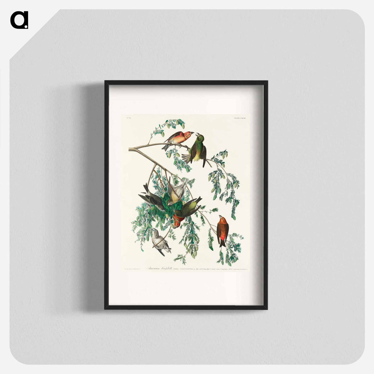 アートポスター-American Crossbill from Birds of America
- アメリカの鳥たち Poster.