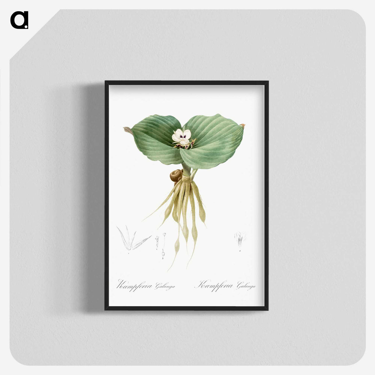 2-55_The-Lilies_blk-crop