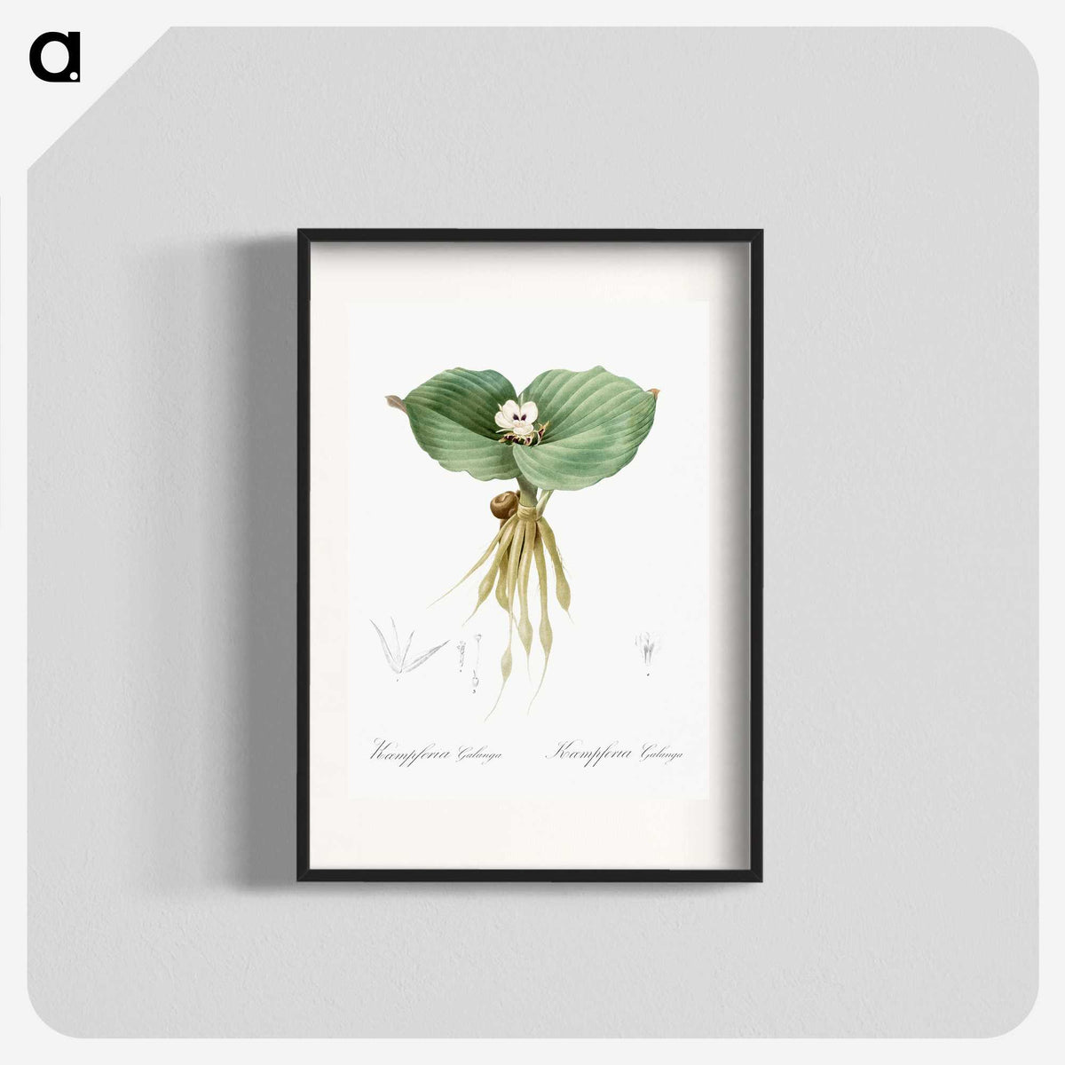 2-55_The-Lilies_blk