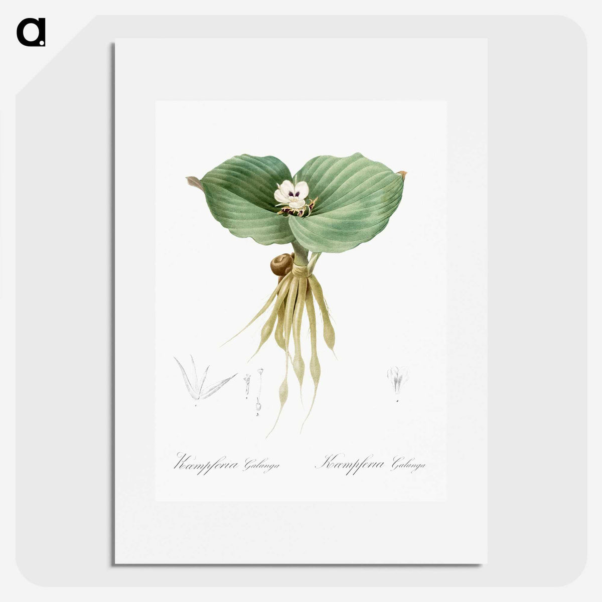 2-55_The-Lilies_picture