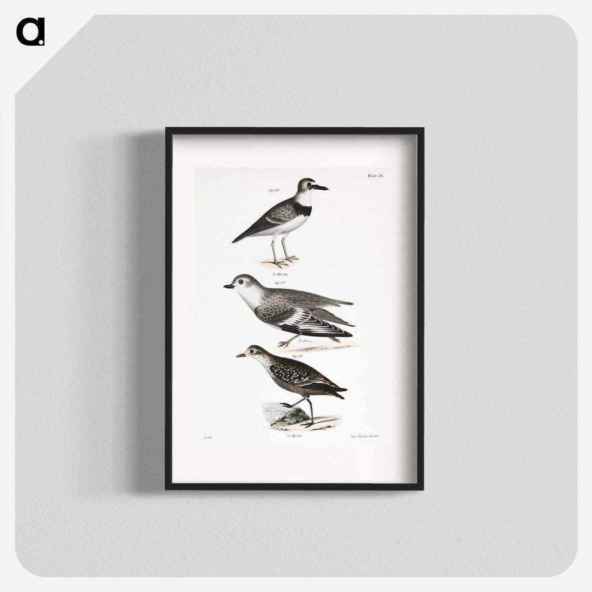 Wilson's Plover - ニューヨークの動物学 Poster.