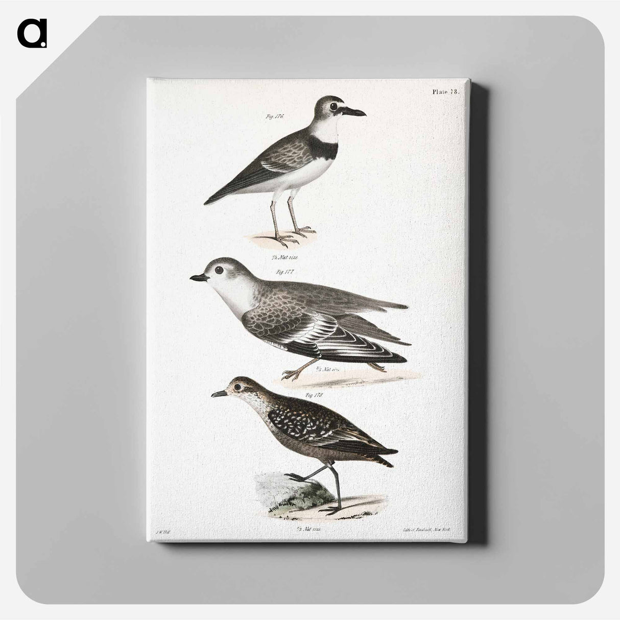 Wilson's Plover - ニューヨークの動物学 Canvas.