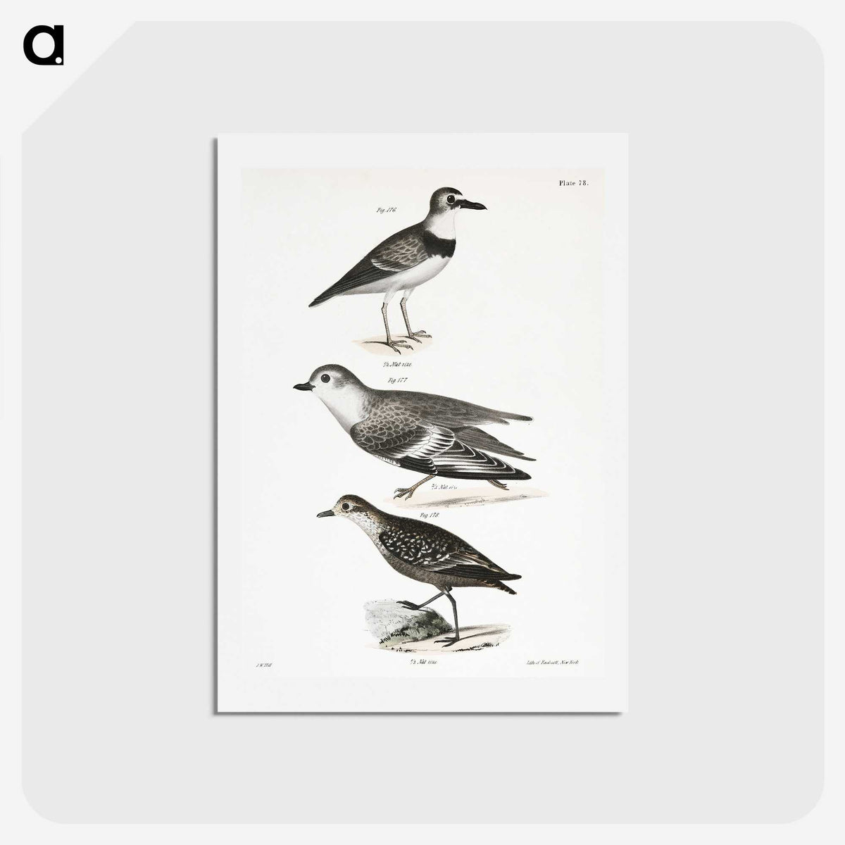 2-55_Zoology-of-New-York_hagaki