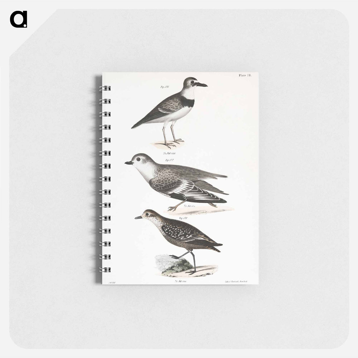 Wilson's Plover - ニューヨークの動物学 Memo.