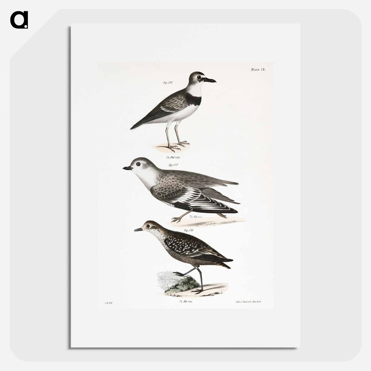 Wilson's Plover - ニューヨークの動物学 Poster.