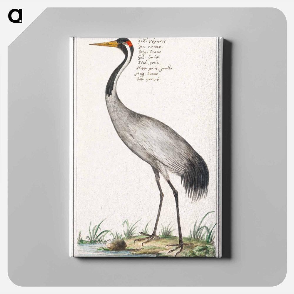 European crane - アンセルムス ボエティウス デ ブート Canvas.