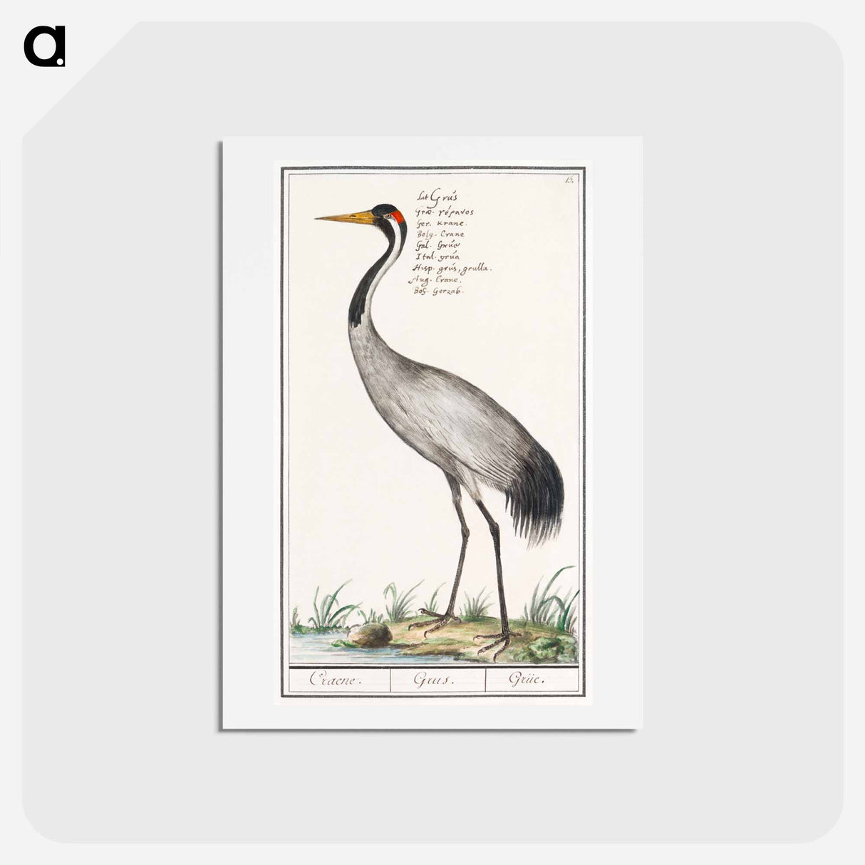 アートポストカード-European crane - アンセルムス ボエティウス デ ブート Postcard.