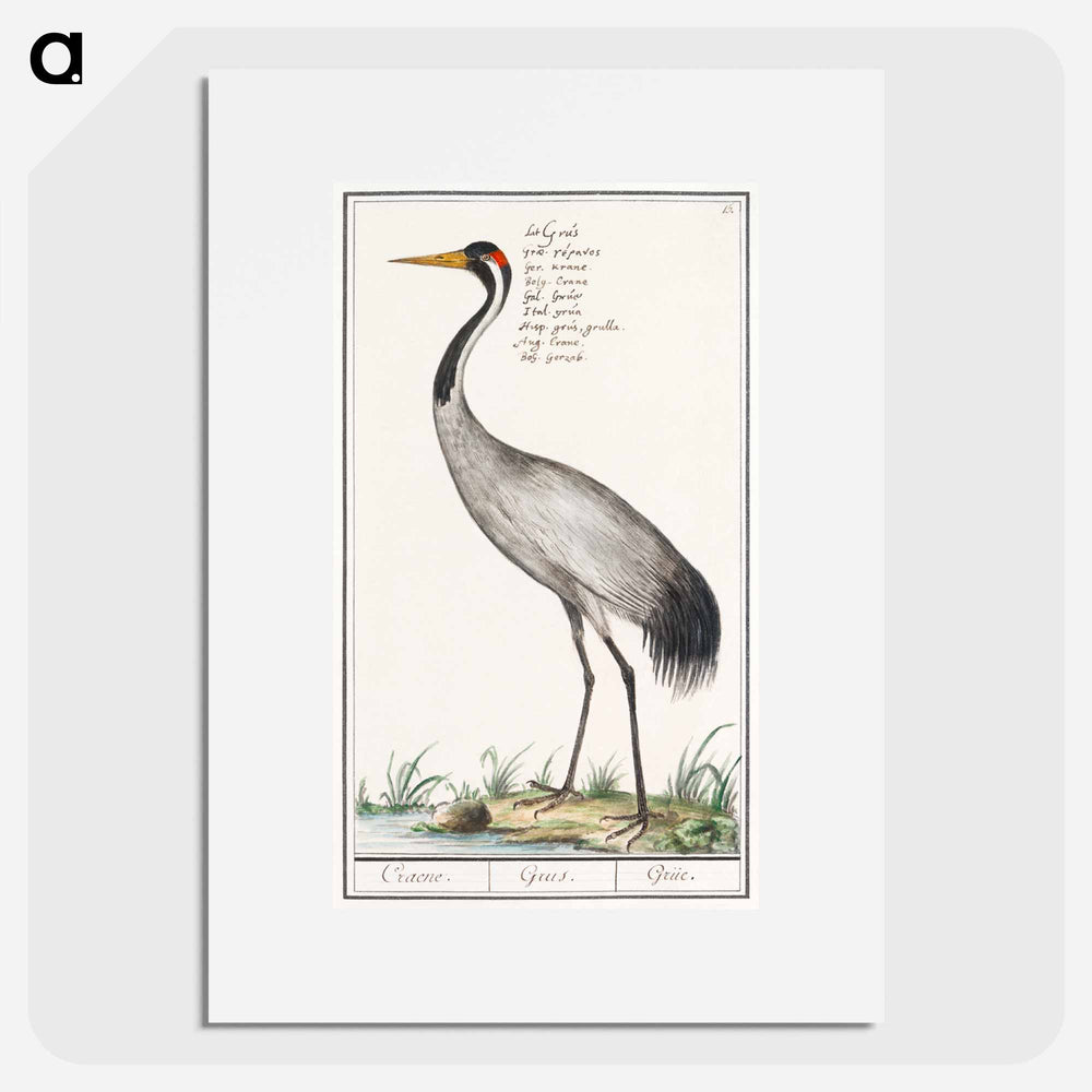 European crane - アンセルムス ボエティウス デ ブート Poster.