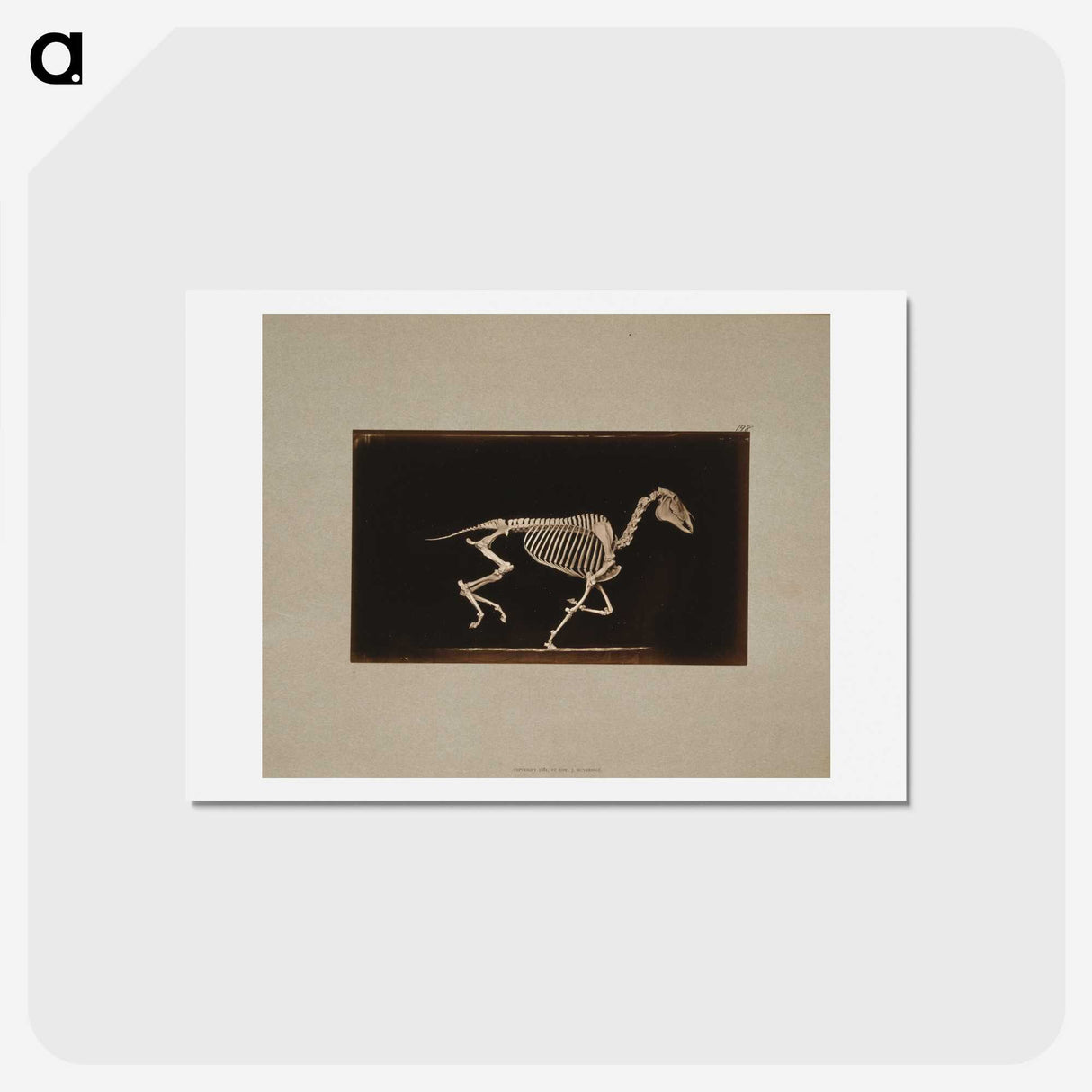 2-56_Eadweard-Muybridge_hagaki