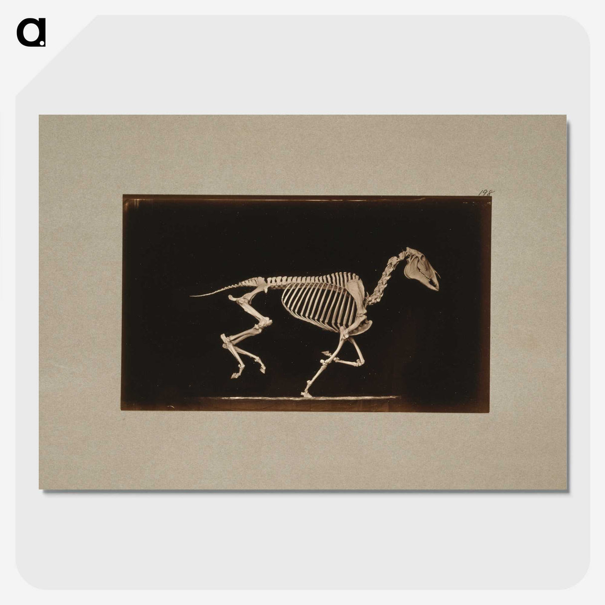 2-56_Eadweard-Muybridge_picture-crop