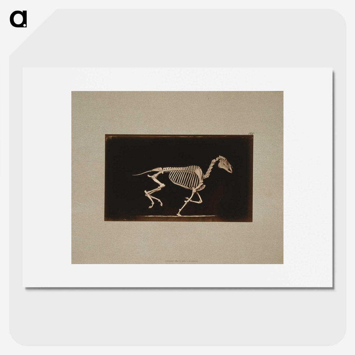 2-56_Eadweard-Muybridge_picture