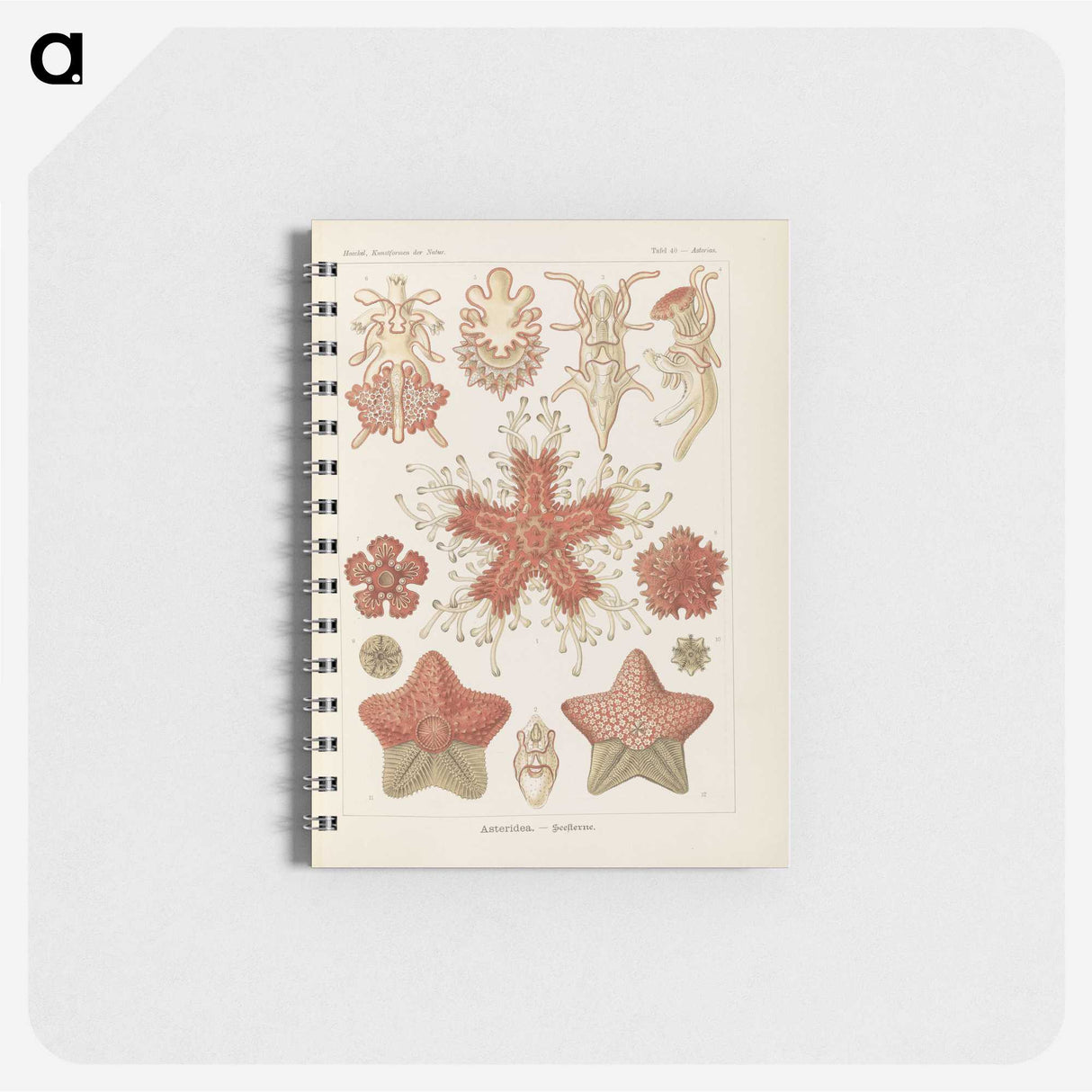 2-56_Ernst-Haeckel_memo