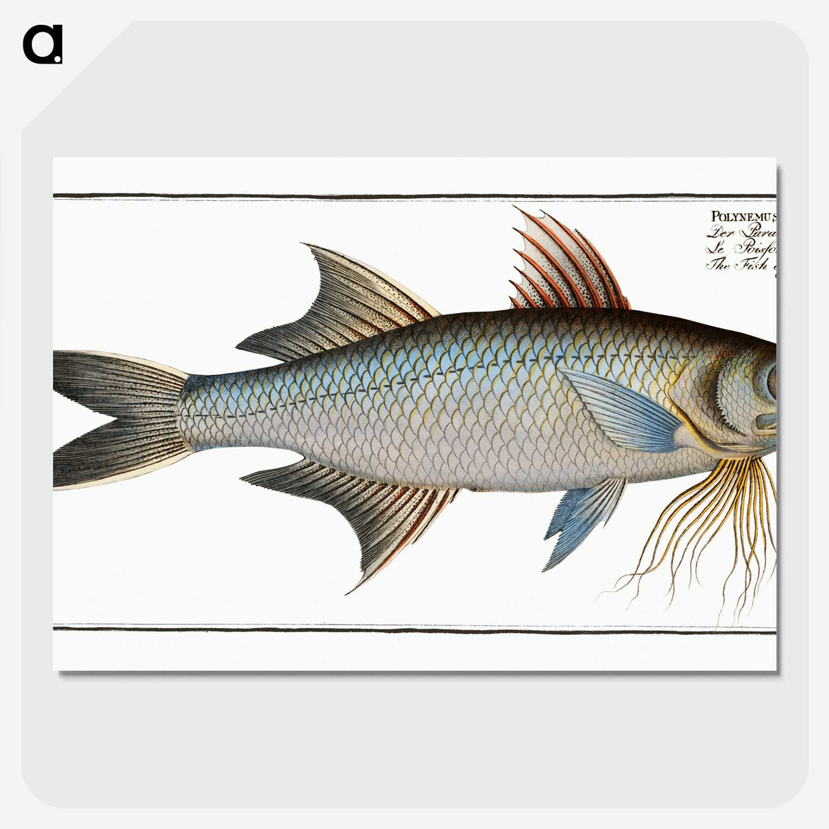 2-56_Ichtyologie-ou-Histoire-naturelle_picture-crop