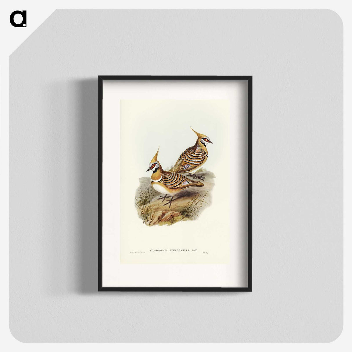 2-56_John-Gould_blk