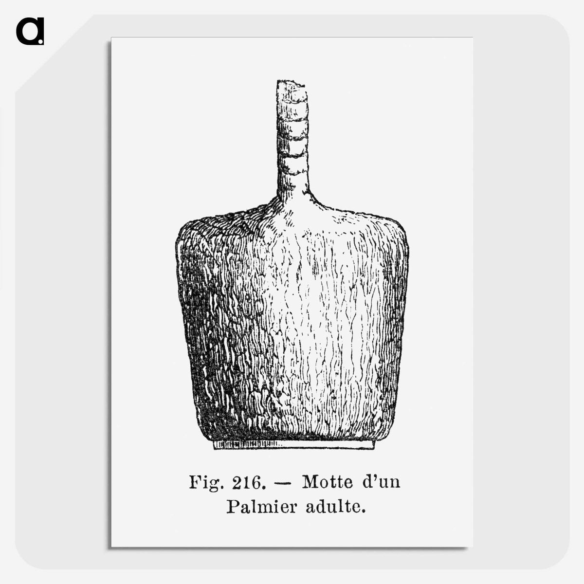 2-56_Les-Palmiers-Histoire-Iconographique_picture-crop