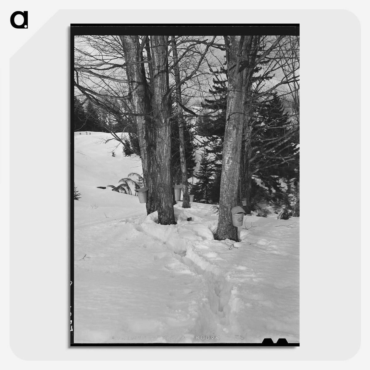 2-56_Marion-Post-Wolcott_picture-crop