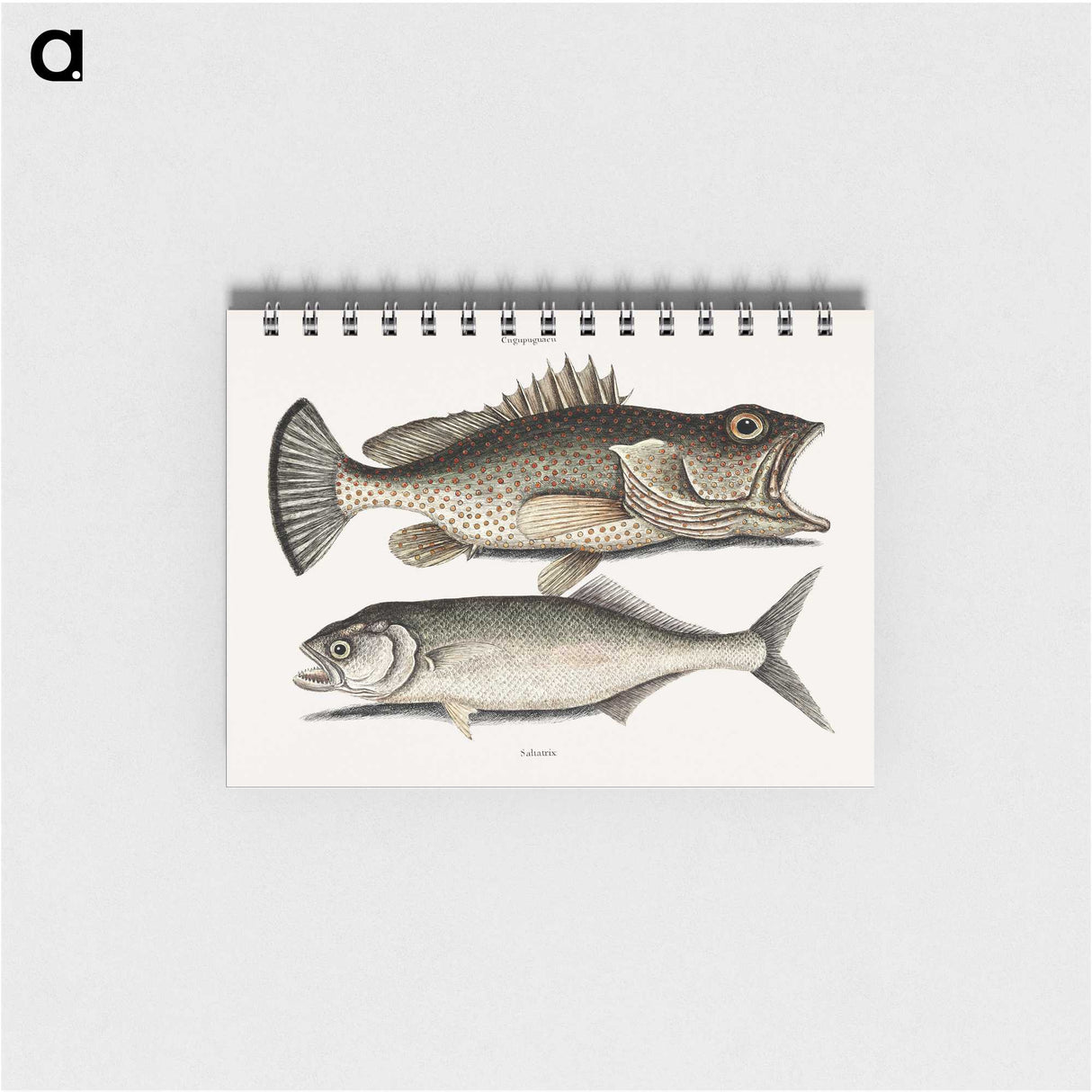 2-56_Mark-Catesby_memo